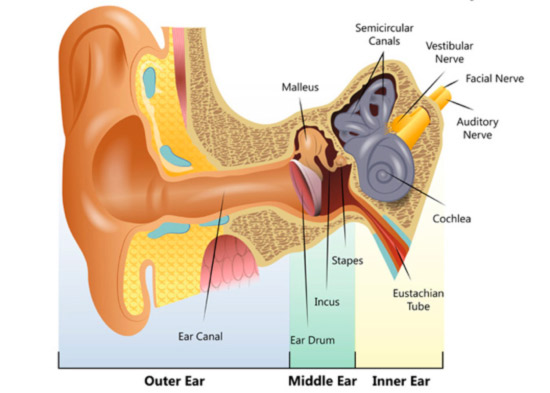 How we hear and what causes hearing loss