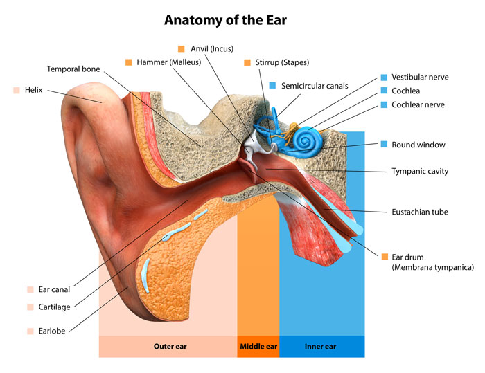 Different-Types-Of-Hearing-Loss